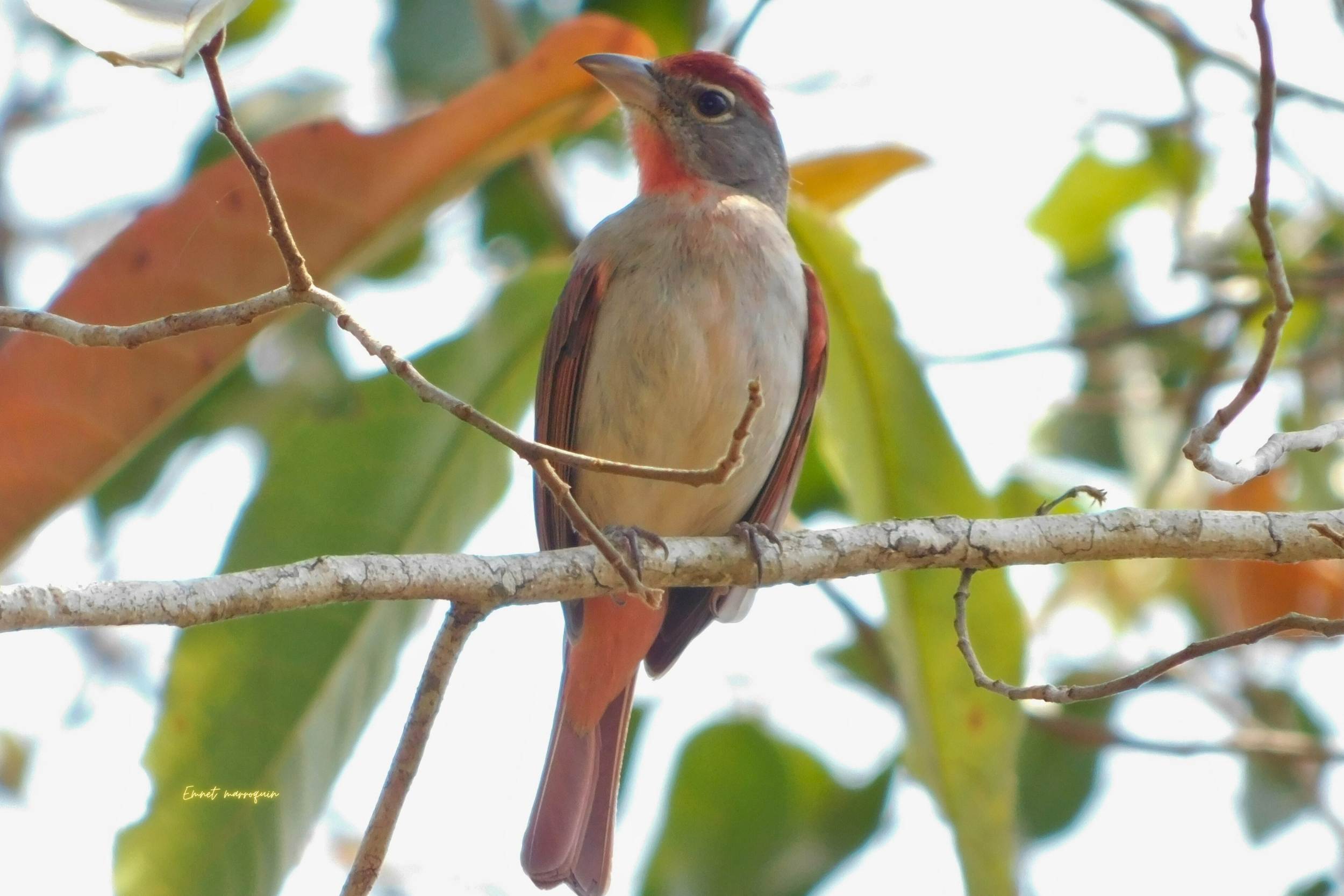 ¡Descubre las Joyas Endémicas de Uaxactún en un Tour de Observación de Aves Único!